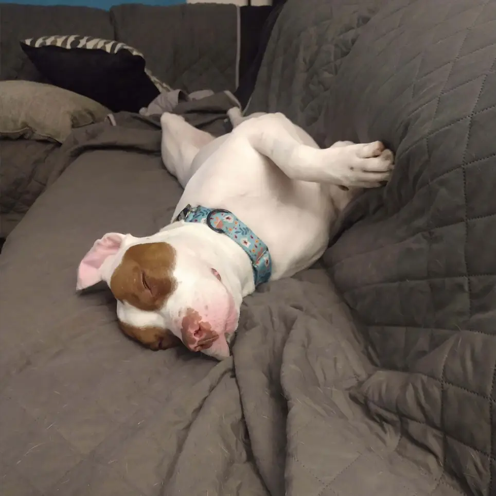 Dog socialization volunteer