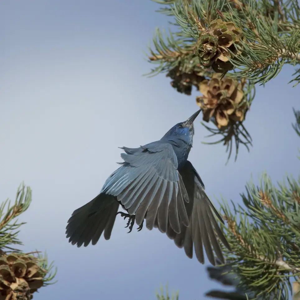 Birdwatch in Grand Staircase-Escalante National Monument