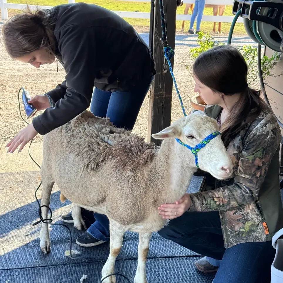 Volunteer and help us care for the animals