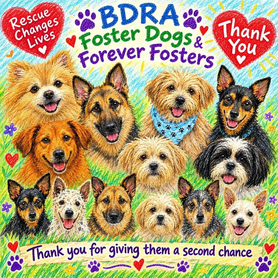 Blind dogs need your help! Volunteers needed!