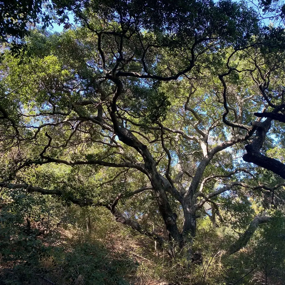 Help us prepare for and host our Annual Fundraiser!