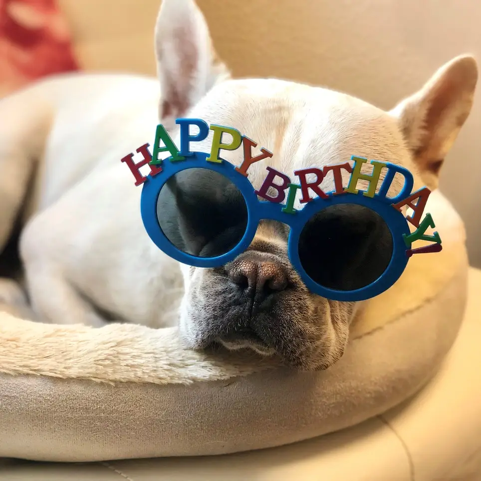 Furry Friends bring smiles - NO Vaccine Needed