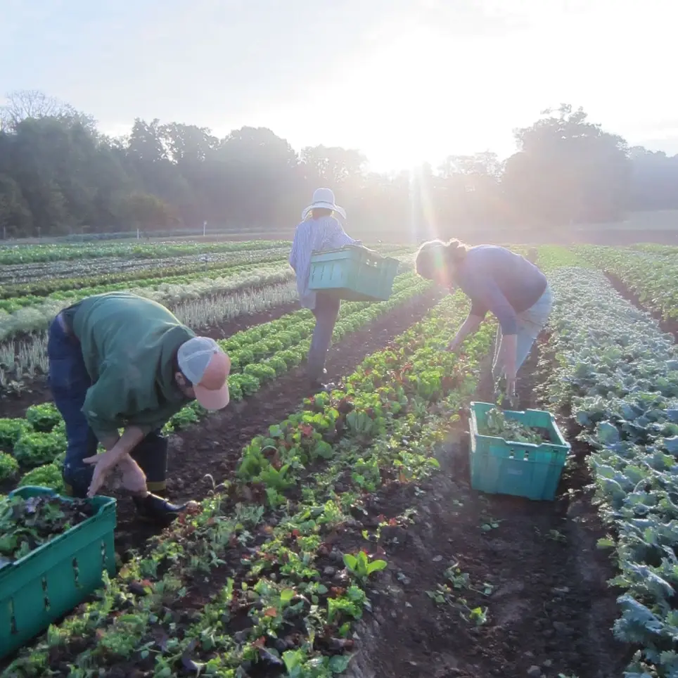 Full-time Garden Position in Biodynamic Vegetable CSA