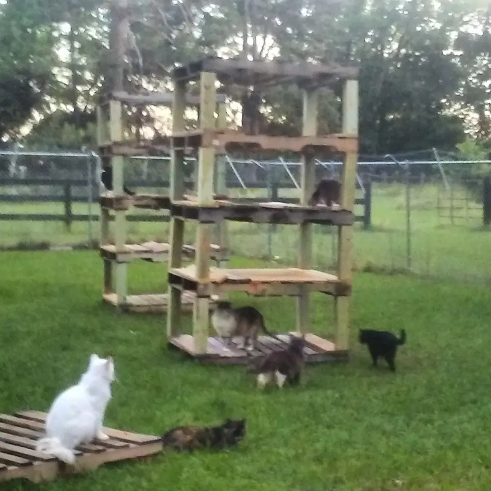 Cat Sanctuary Data Surveyor