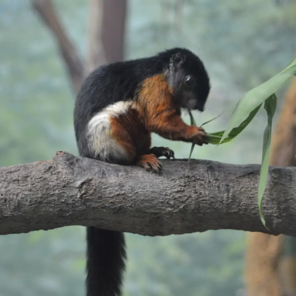 GROUP VOLUNTEER POSITIONS AT MICKE GROVE ZOO (MGZ)