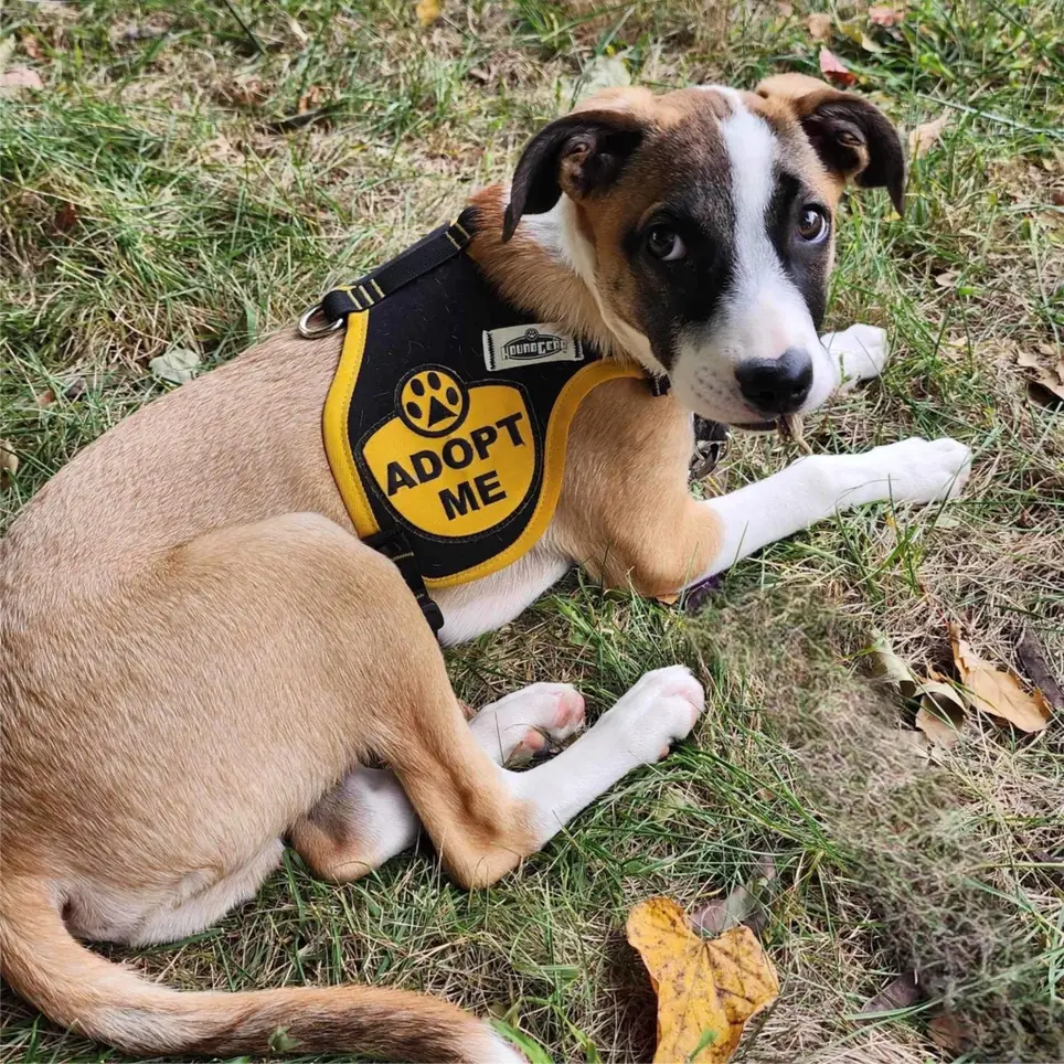 Save a Life - Foster an Animal