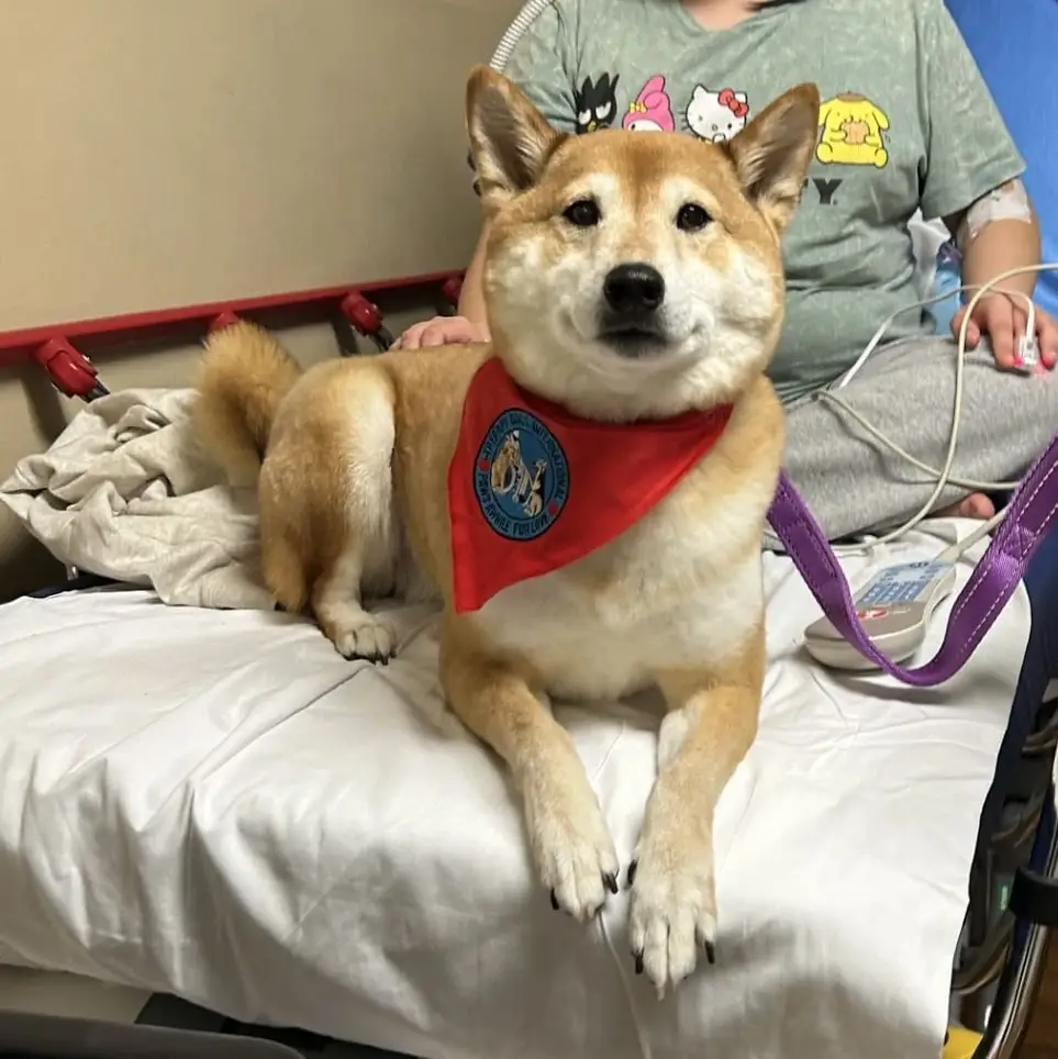 Make a difference with your dog! Become a pet therapy volunteer at the hospital