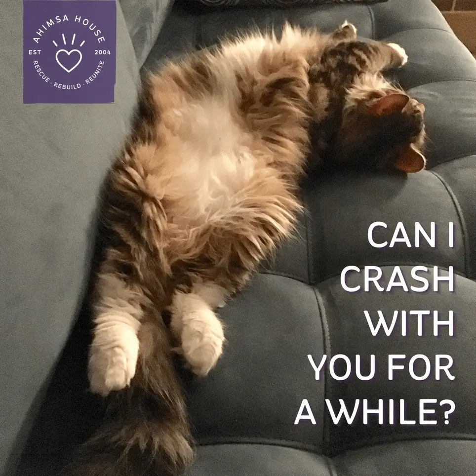 Foster an Animal Survivor of Domestic Violence