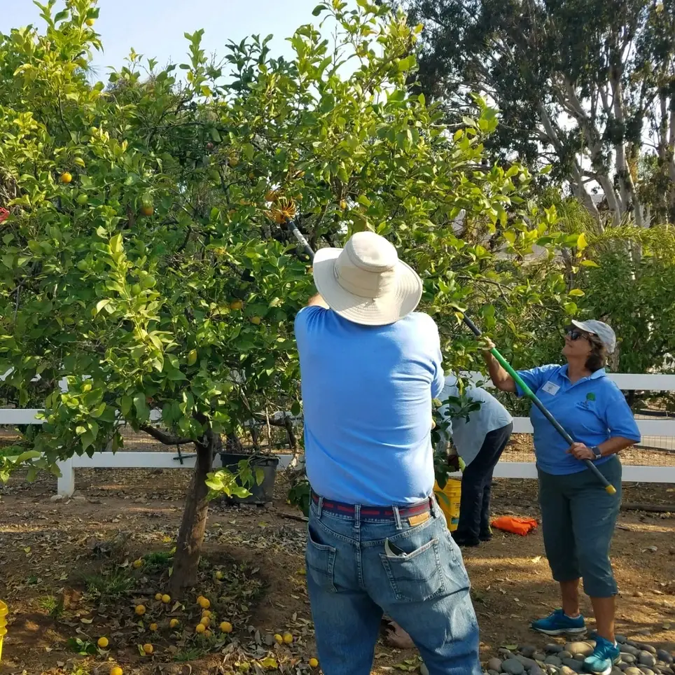 Help pick fruit to feed hungry families in San Diego County (55+)