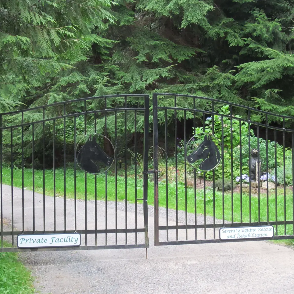 Horse Rescue Needs Volunteers