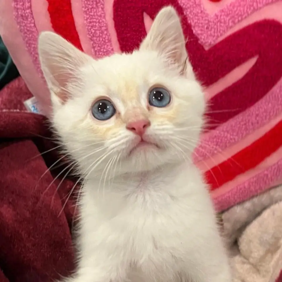 Cat & Kitten Adoptions Volunteer