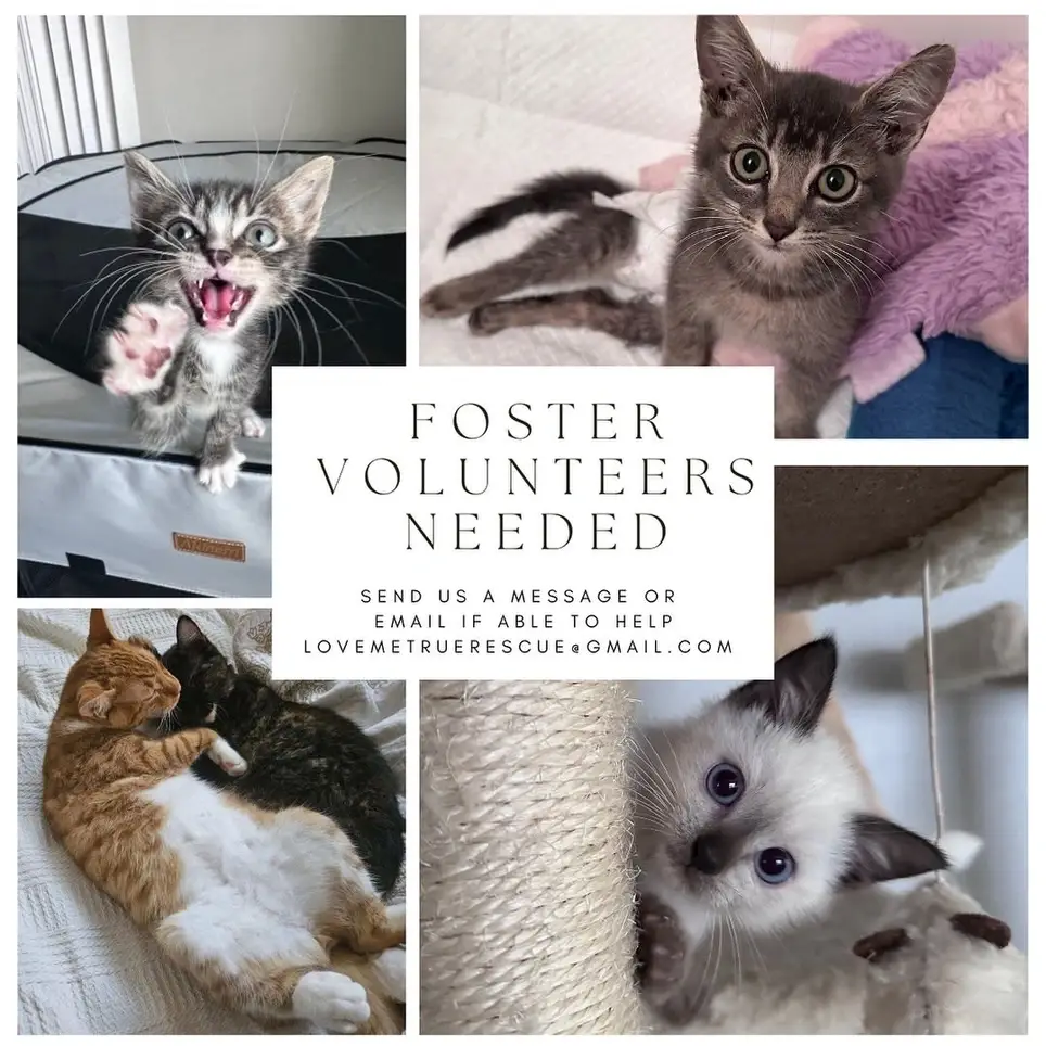Kitten and Cat Fosters