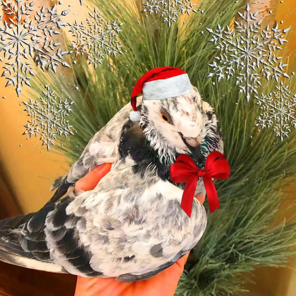 Pigeon Foster Care