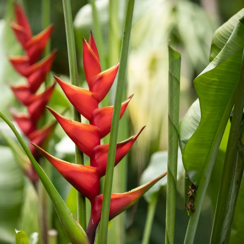 Weeders needed at Pinecrest Gardens