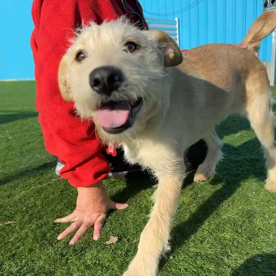 Do you like dogs?  Become a Dogs Forever volunteer!