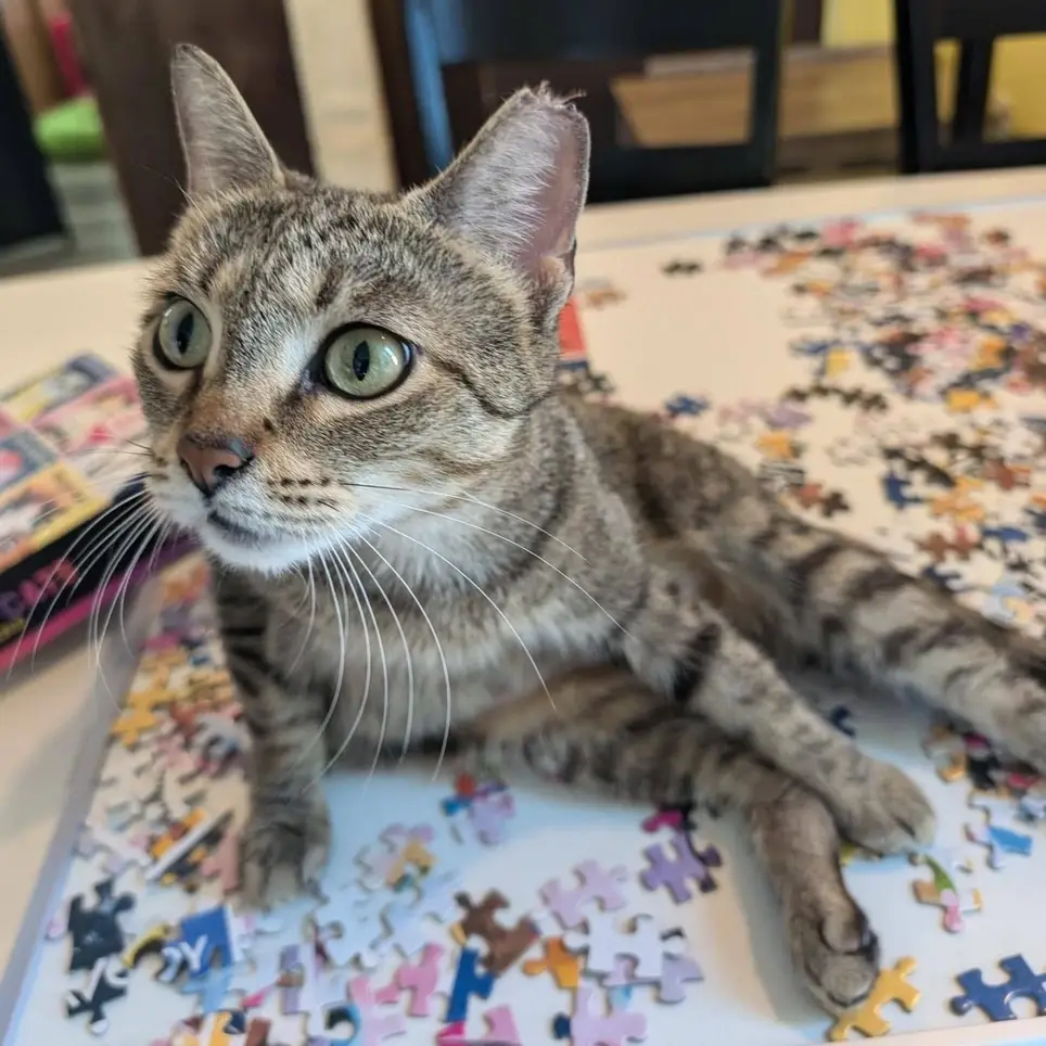 Meow Lounge Volunteer Fundraising