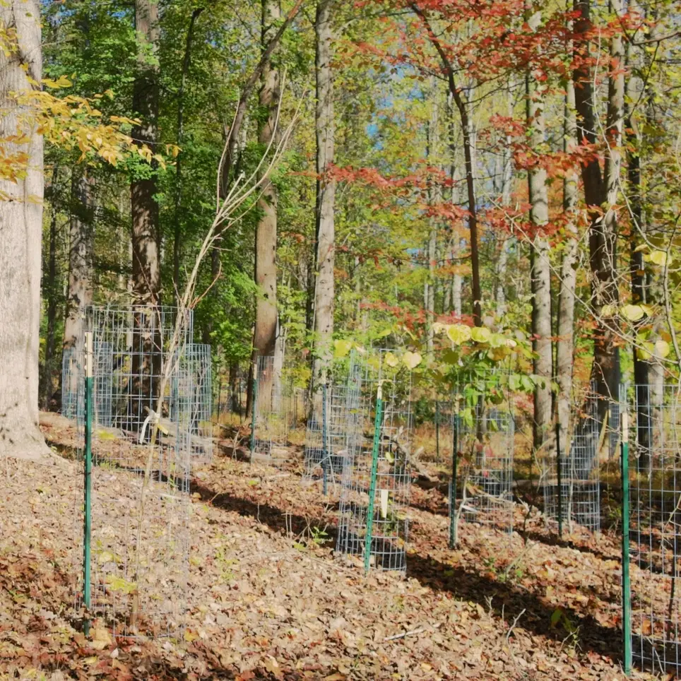 Middle Patuxent Environmental Area Tree Steward Volunteer