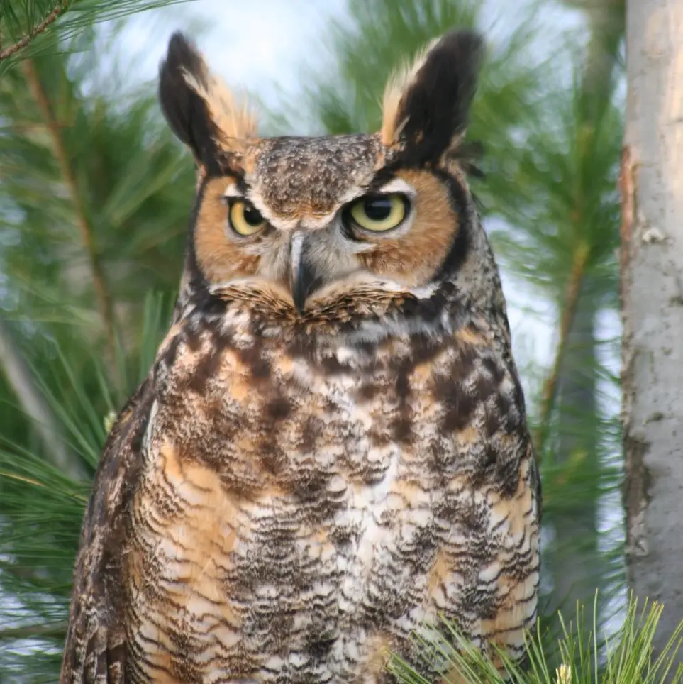 Animal Care and Enrichment