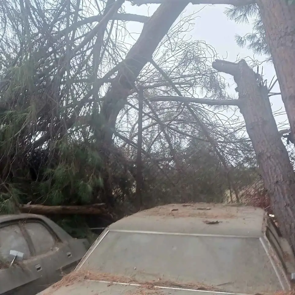 Tree Trimmer/Arborist Volunteer