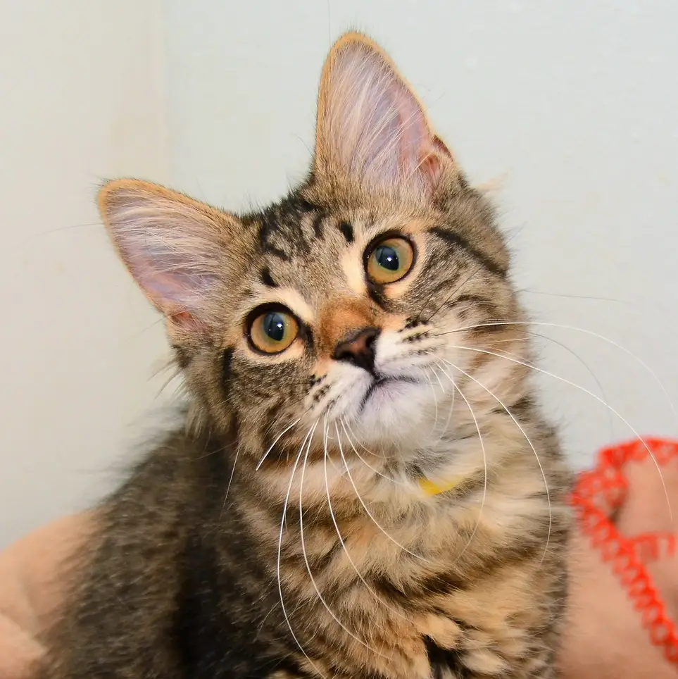 Cat & Kitten Adoption Counselor