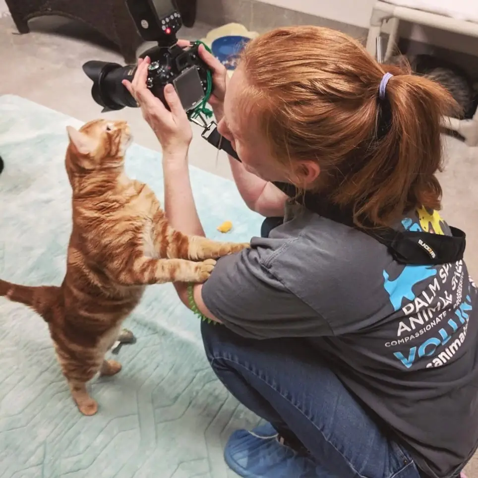 Cat Socializer