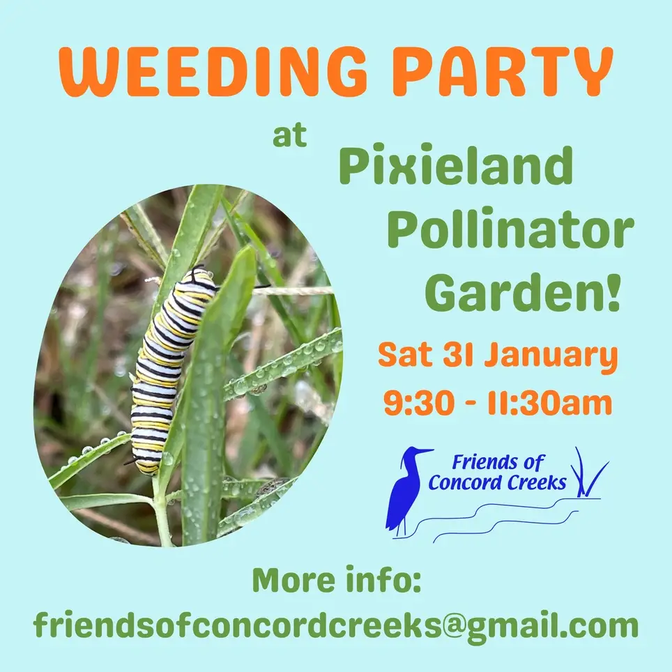 Pixieland Weeding Party