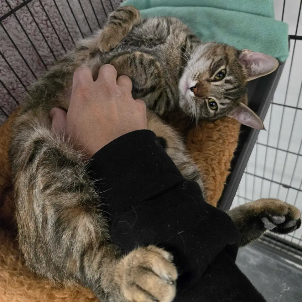 Be a Hero for Cats: Become a Foster Parent with LYFF!