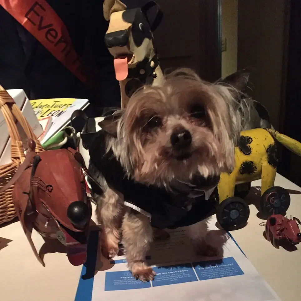 Small breed dog lovers wanted!!