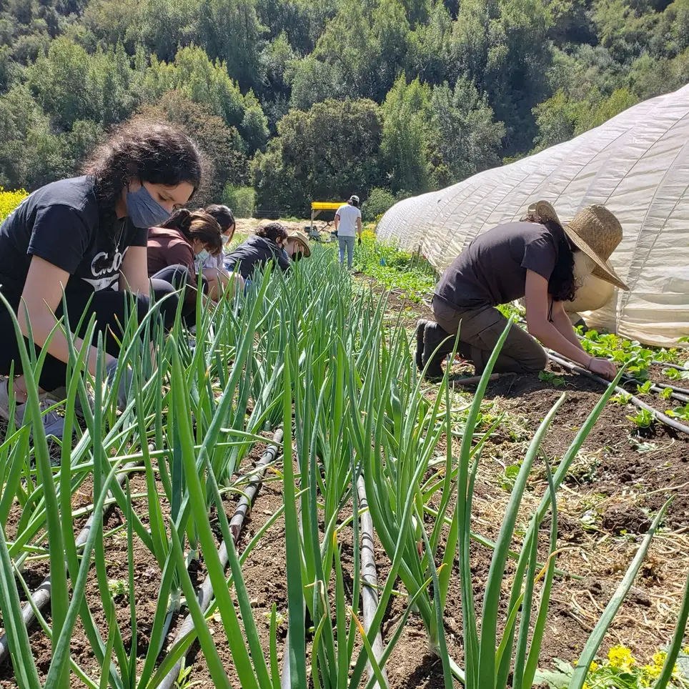 Organic Farming Volunteer