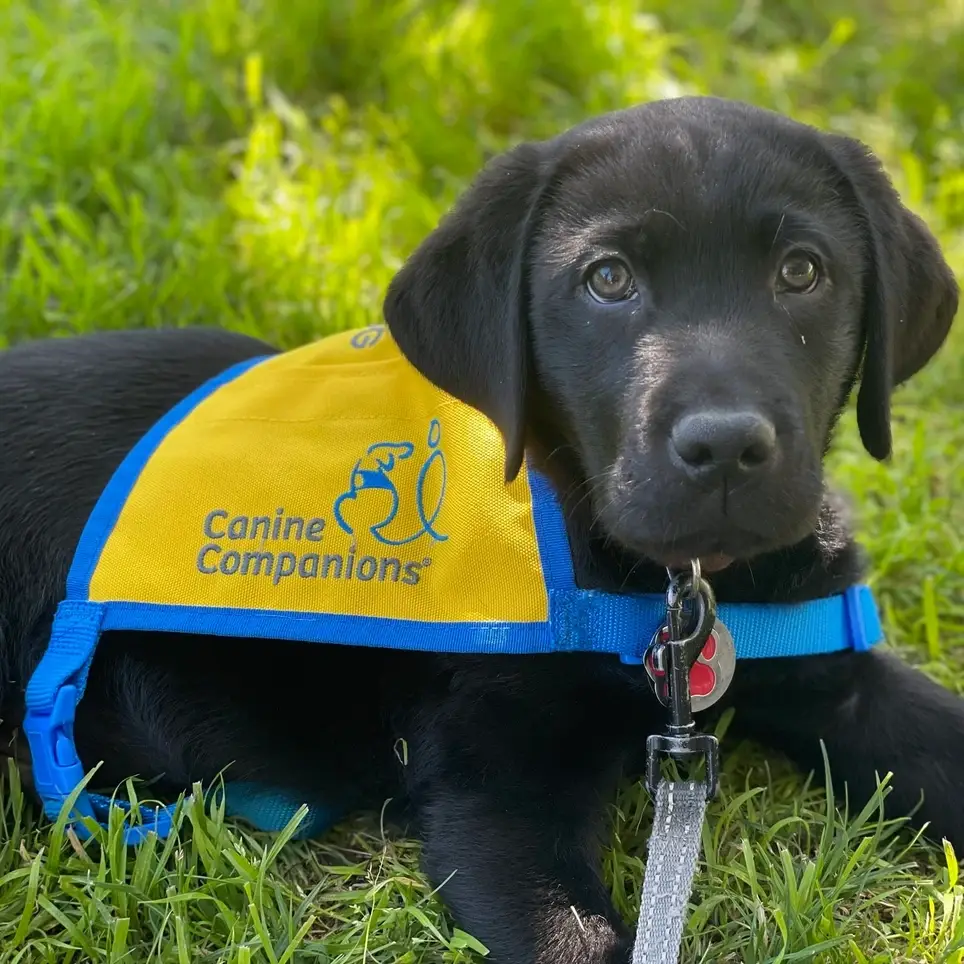Puppy Raisers Needed to Raise a future service dog puppy!