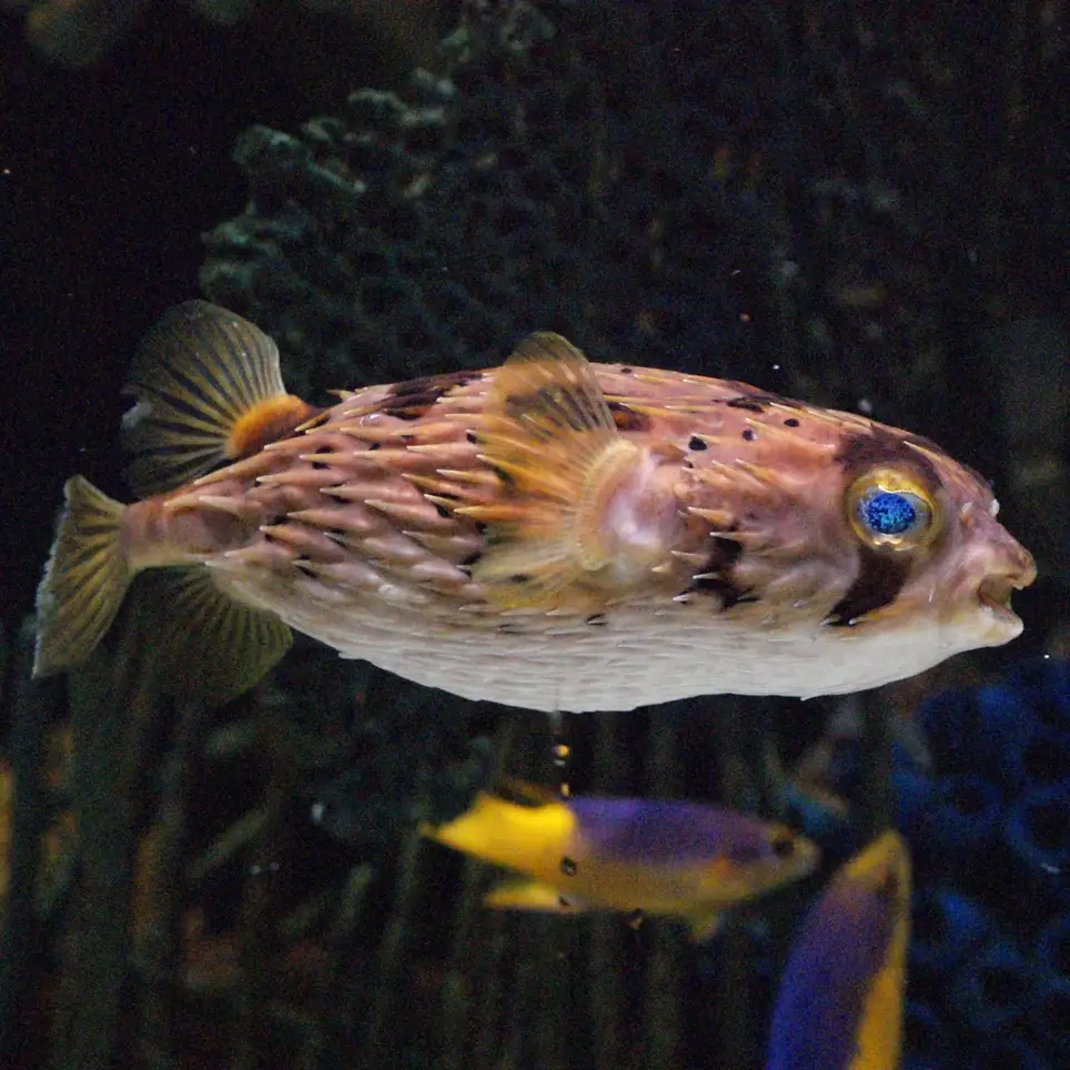 Animal Care - Fish Feeding