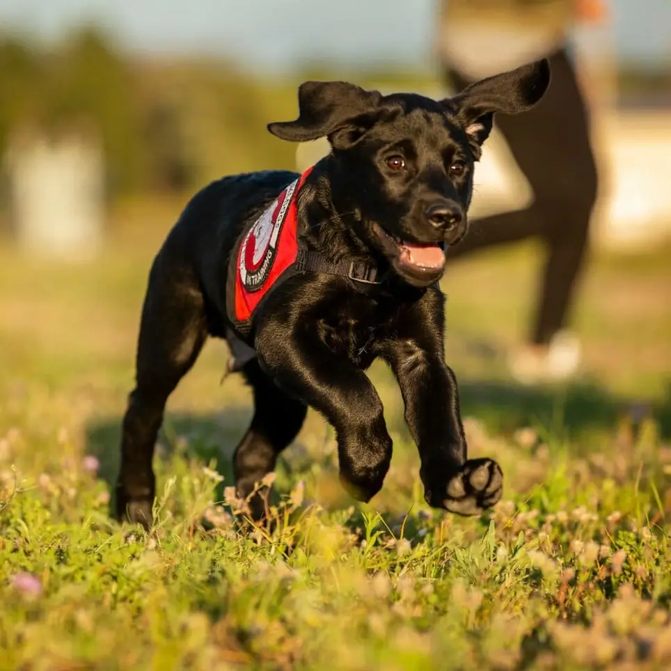 Host a Dog in Your Home for 2 Weeks