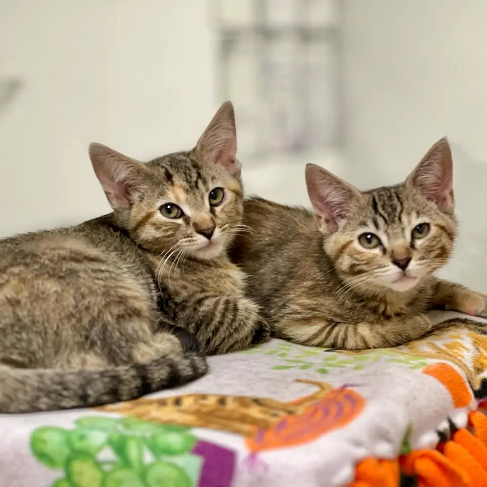 Cat & Kitten Adoption Center Assistant