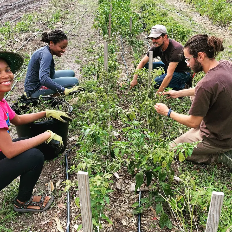 Volunteer on an Urban Farm!