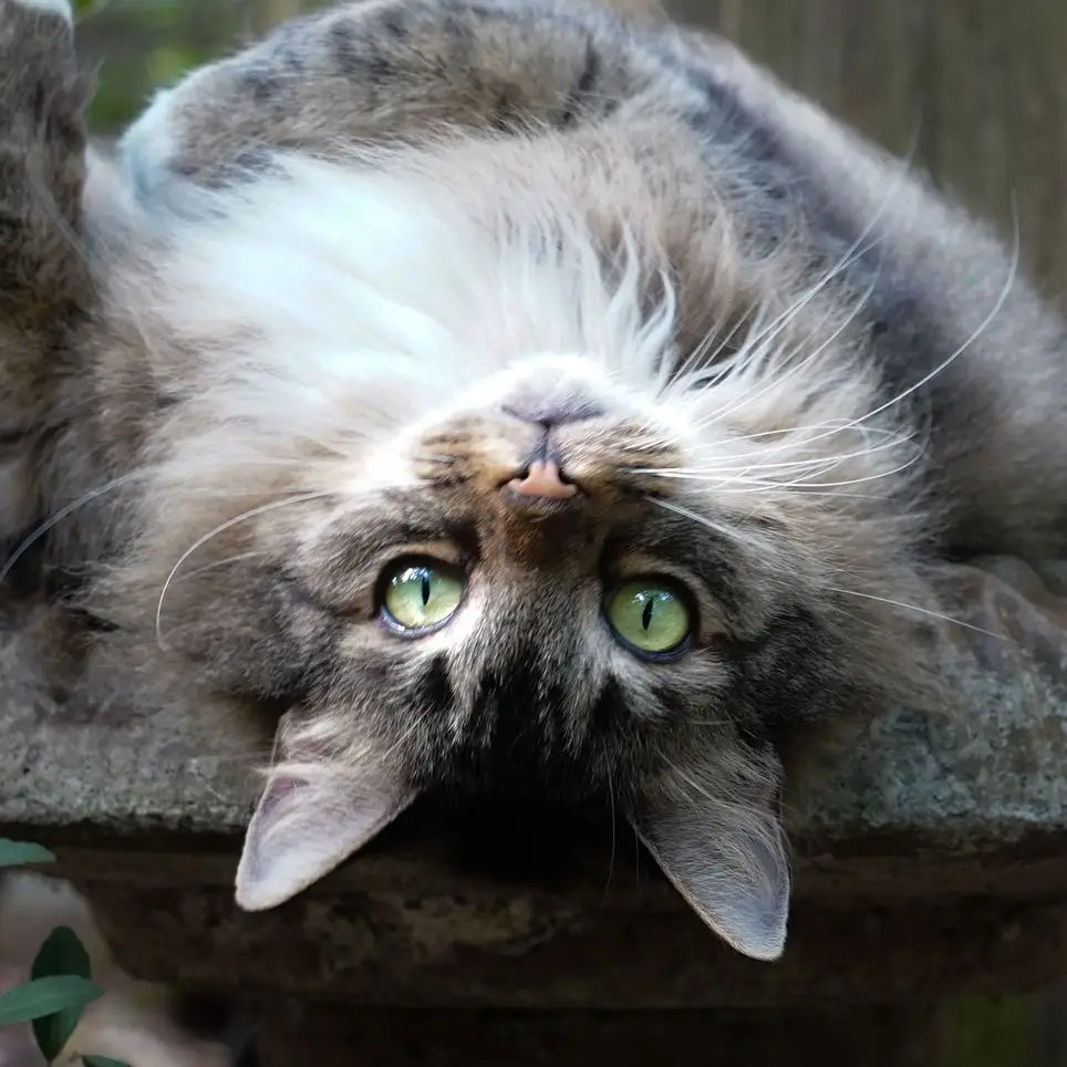 Feline Enthusiast with TikTok