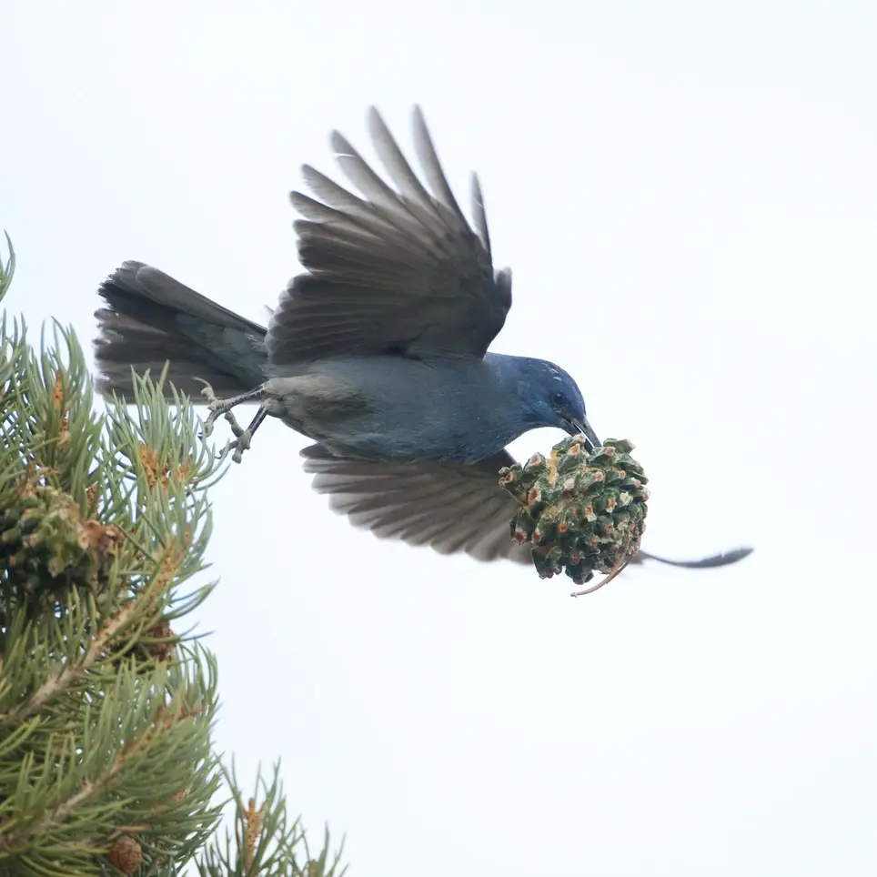 Birdwatch in Arizona