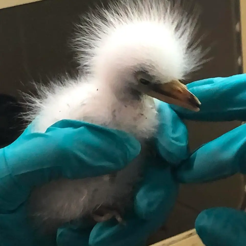 Wildlife Rescue & Transport Volunteer