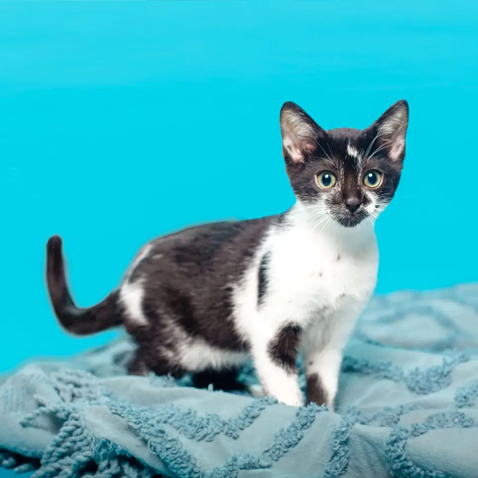 Cat Care! Feed, Clean, and Socialize Cats and Kittens