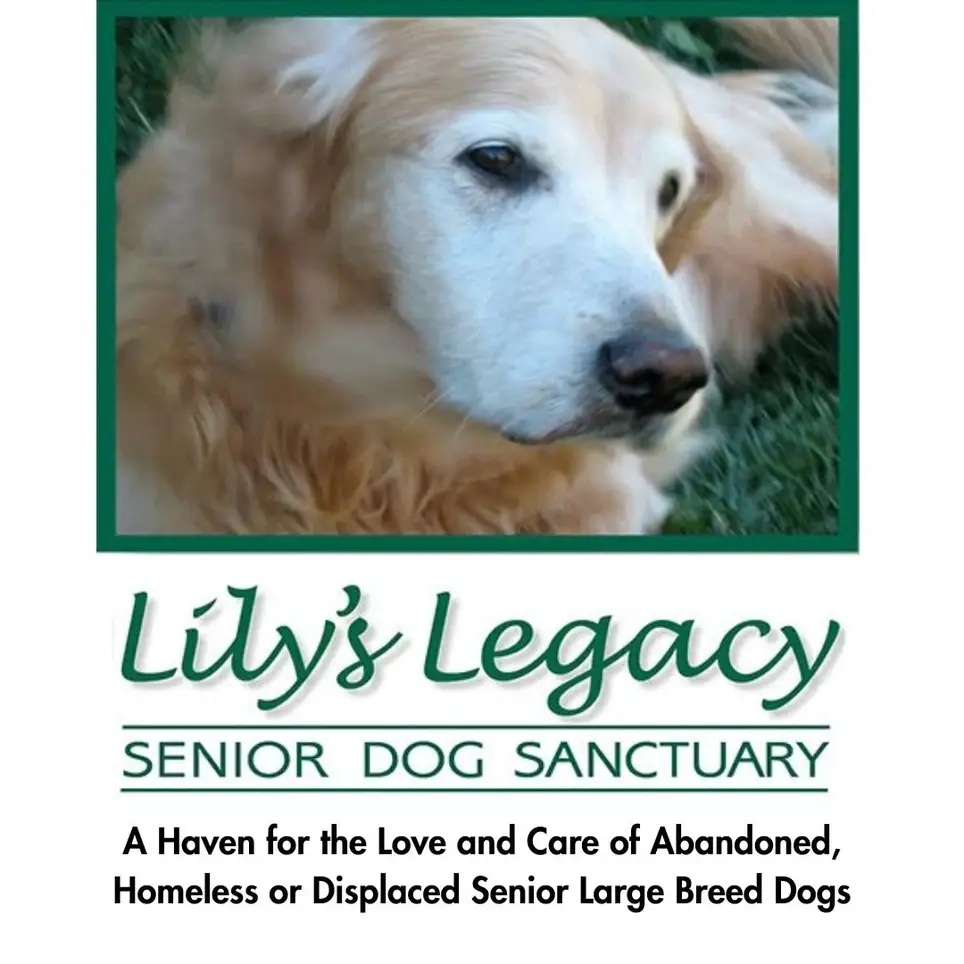 Dog Transport Volunteer