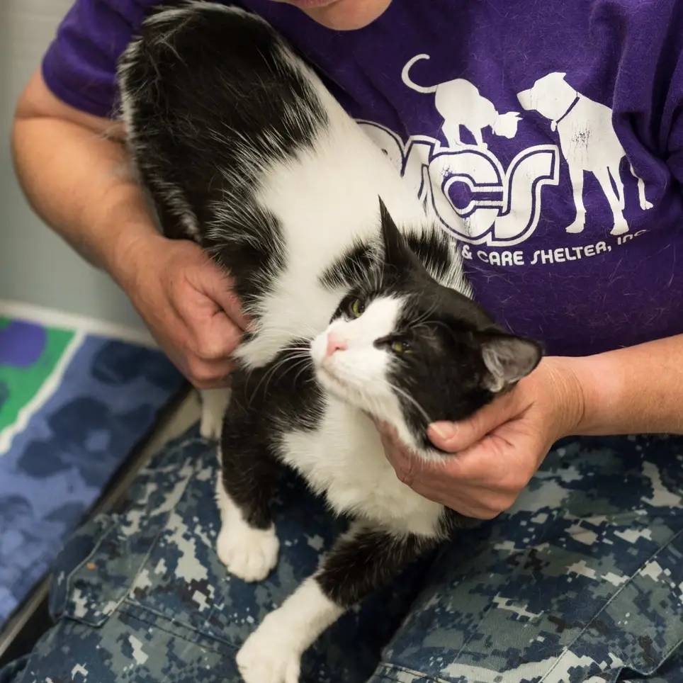 Love cats? Come help socialize and play with shelter cats at BARCS!