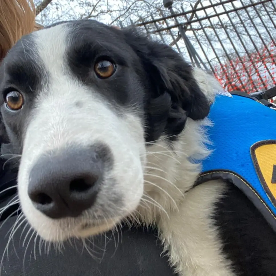 City Dogs and City Kitties Rescue Dog Application Counselor