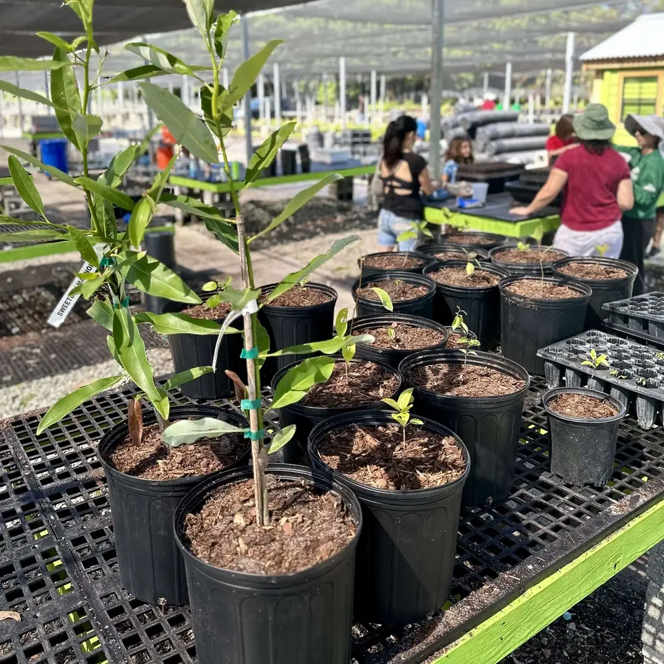 Tree Nursery Volunteer Days