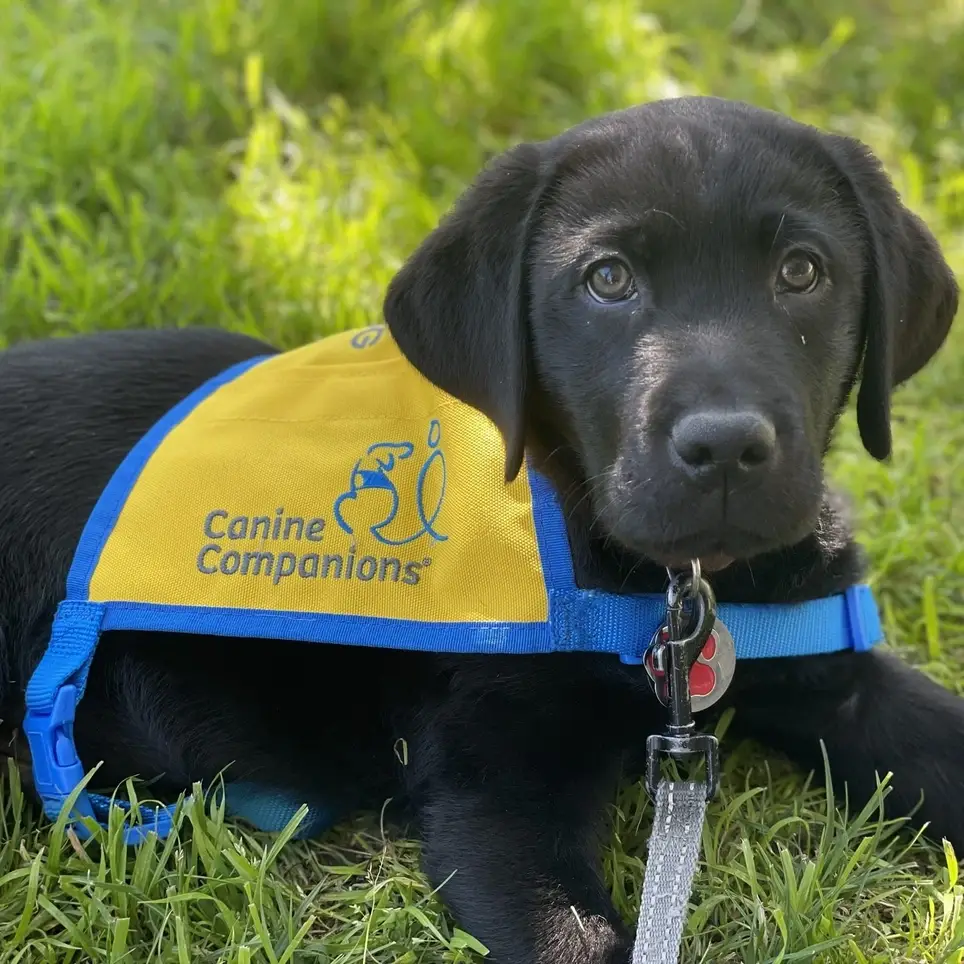 Puppy Raisers Needed to Raise a future service dog puppy!