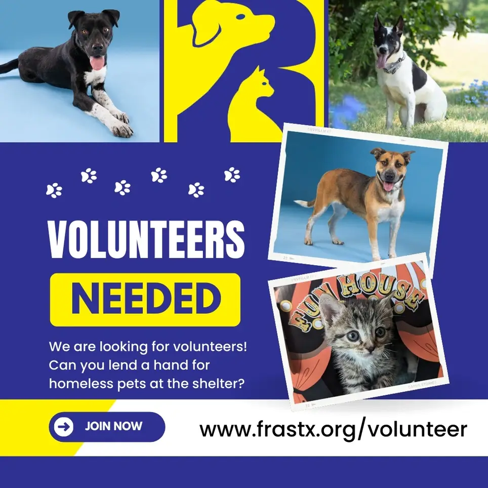 Volunteer! The Dogs and Cats Will Thank You!