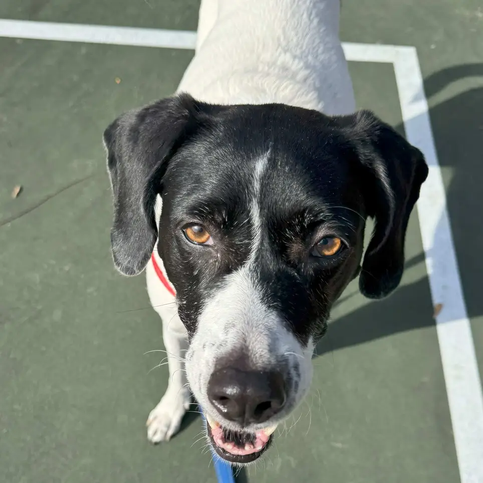 Do you love Dogs? Dog Transporters Needed