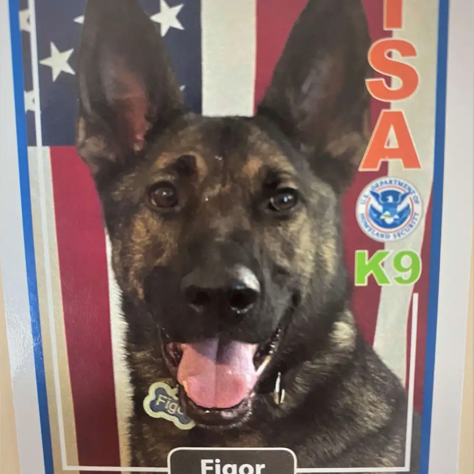 TSA K9 at Midway Airport, Decoy Opportunities