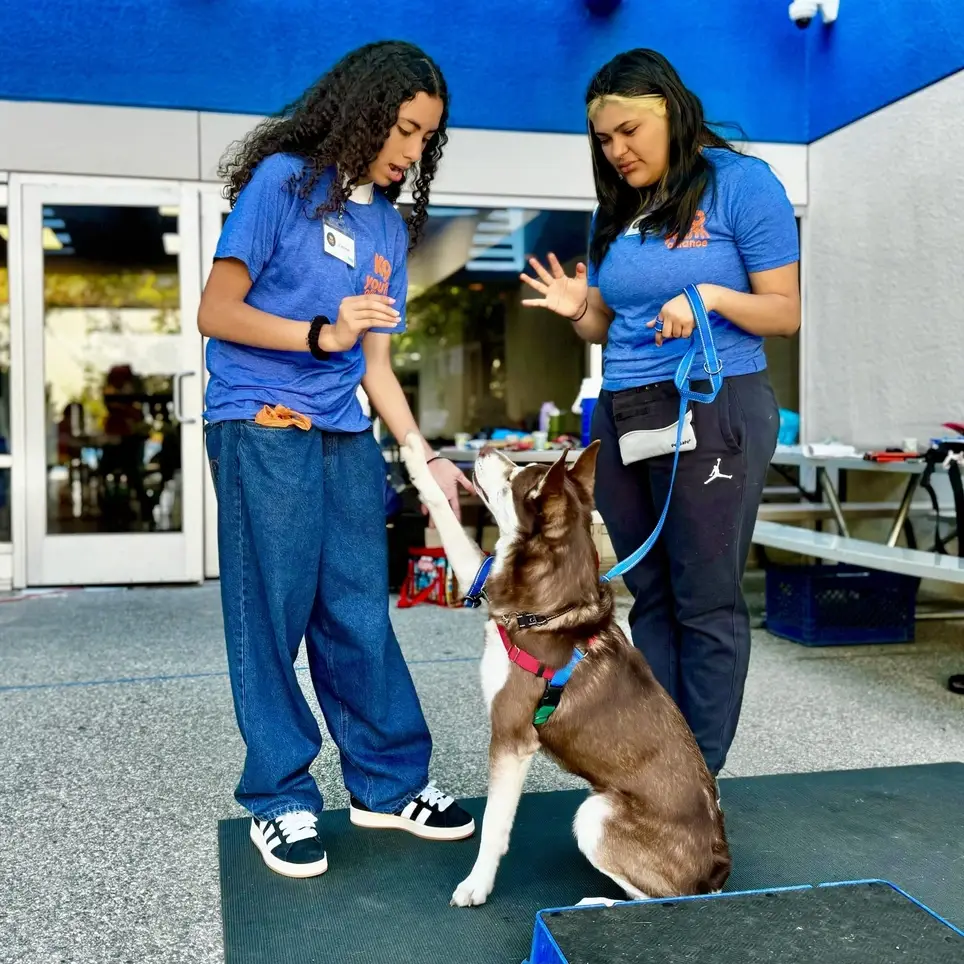 Volunteer Directly with Kids & Shelter Dogs!