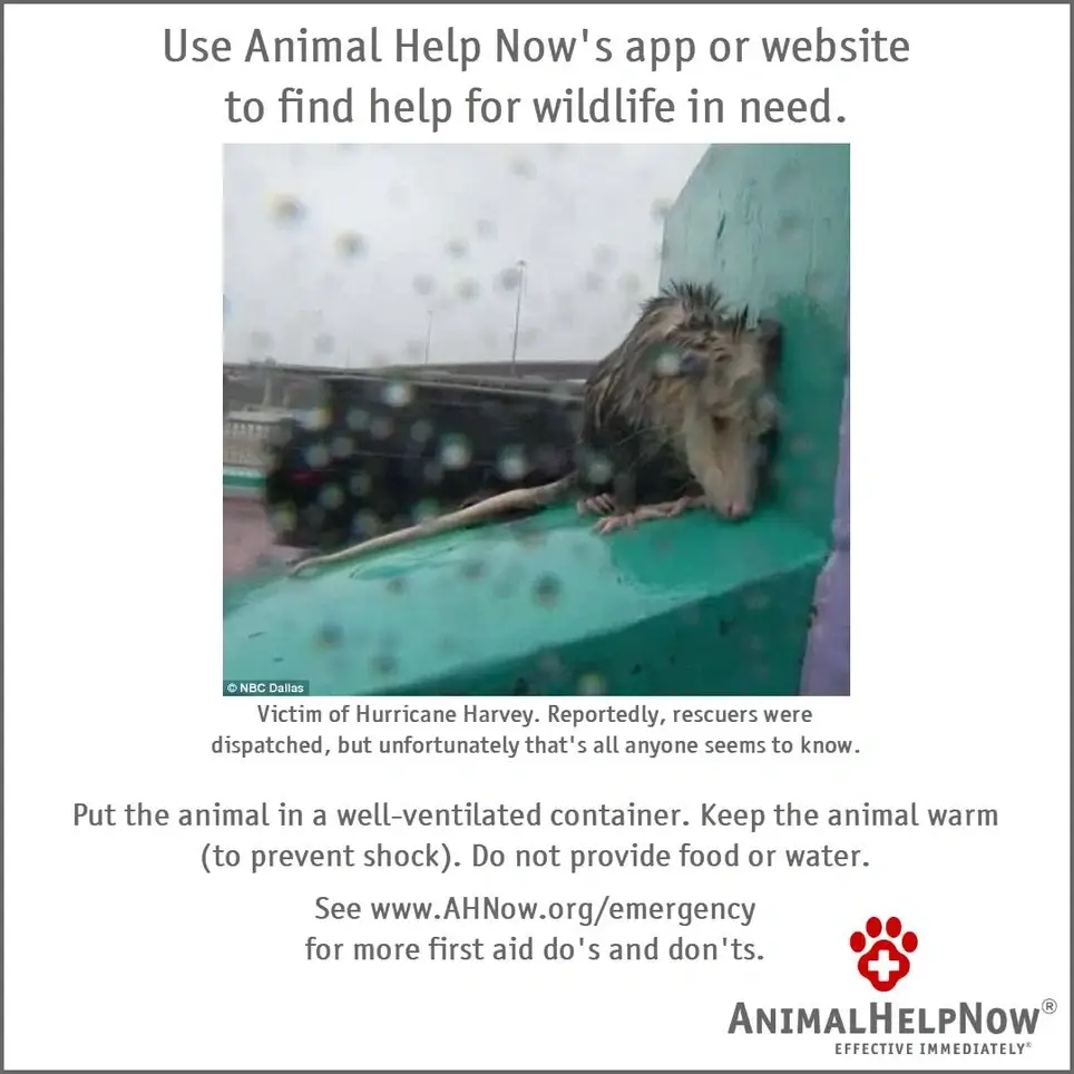 VOLUNTEER Wordpress Developers for World's Best Wildlife Emergency App (this is NOT a paid position)