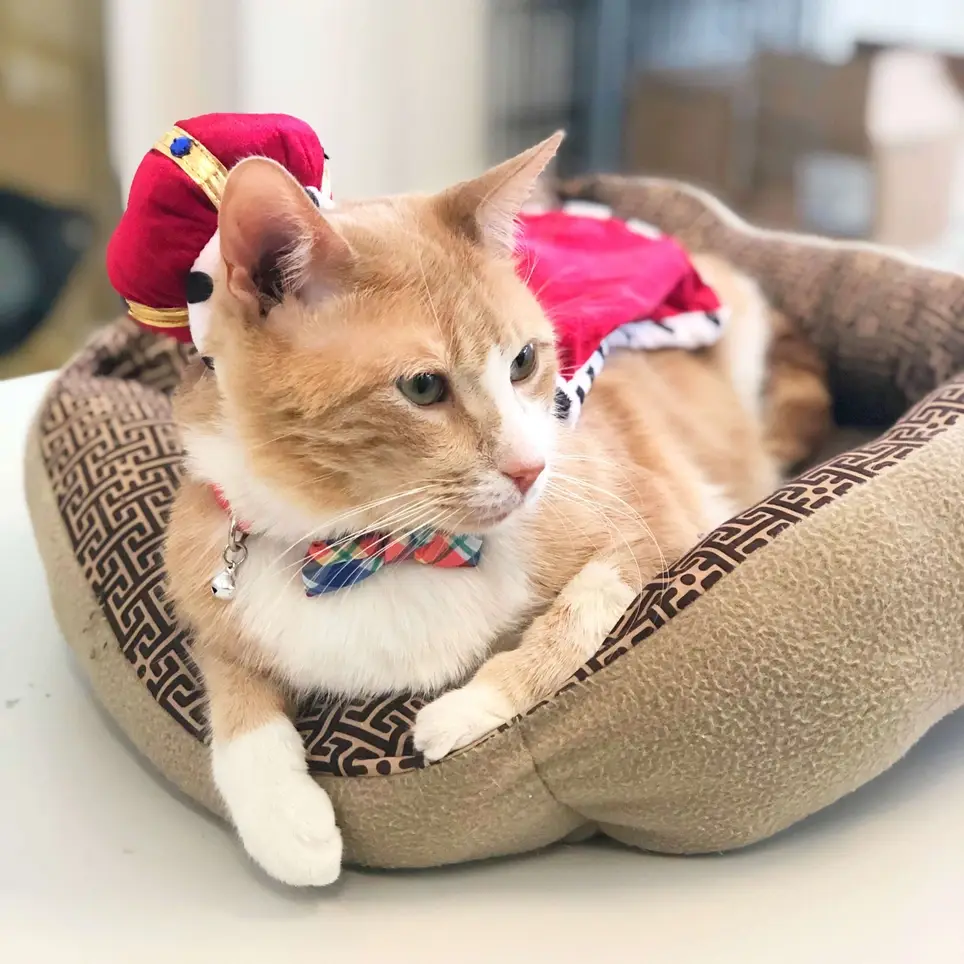 Hotline Help - Help Cats in Need by Responding to Email Inquiries!