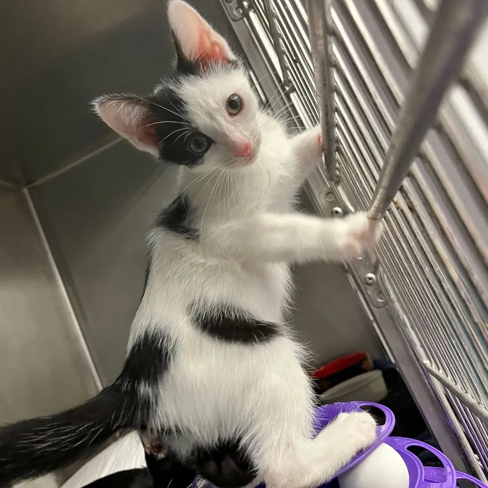 Cat Event Volunteers Needed! Help Get Cats Homes & Keep Them Healthy!